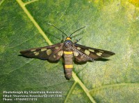 /album/moths/moth-5-photograph-by-shantanu-kuveskar-jpg/